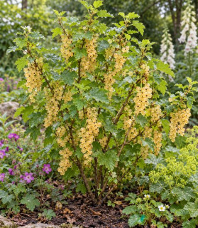 Ribes rubrum 'Zitavia'
